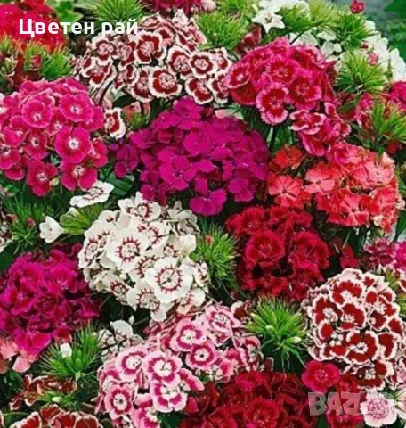 15 вида семена на цветя , снимка 2 - Градински цветя и растения - 55425566