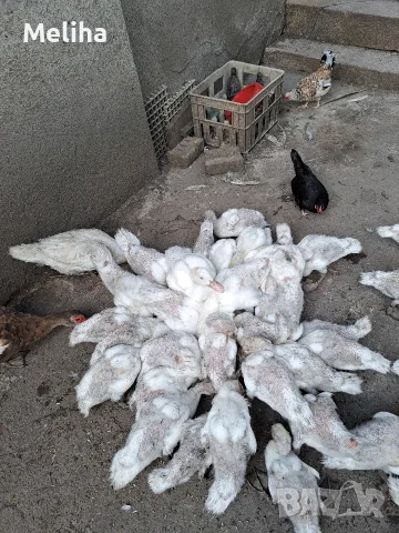 Неми патици за месо