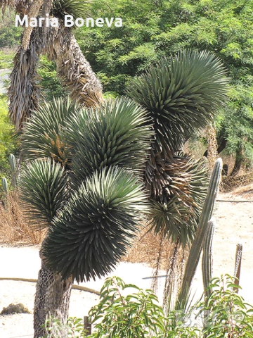 Уникална студоустойчива дървовидна юка Yucca filifera 