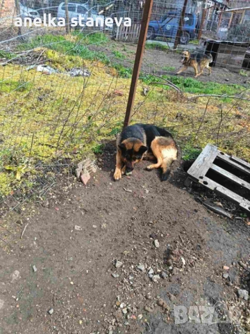 Немски овчарки , снимка 7 - Немска овчарка - 54027748