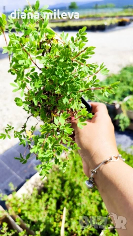 Потентила, Potentilla fruticosa 'Abbotswood', студоустойчива и многогодишна, снимка 9 - Градински цветя и растения - 54795658
