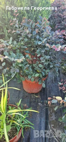 Лоропеталум/Loropetalum, снимка 2 - Градински цветя и растения - 53978087