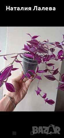Традесканция, tradescantia Pink Paradise, снимка 4 - Стайни растения - 54560106