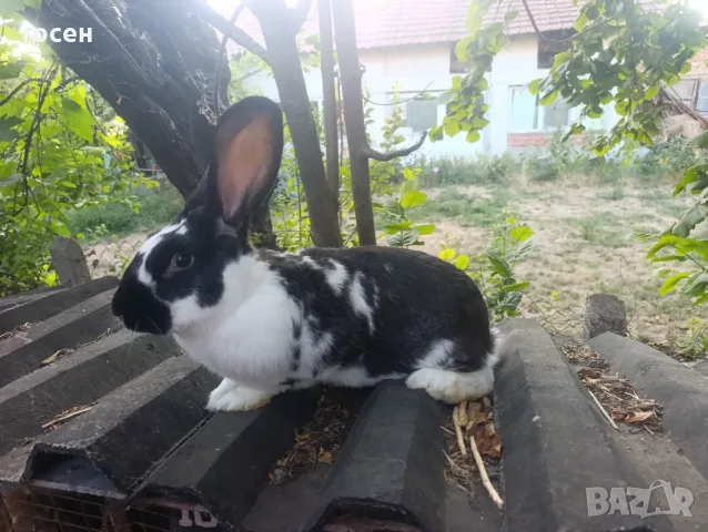 Гъски патици зайци , снимка 7 - други­ - 55699312