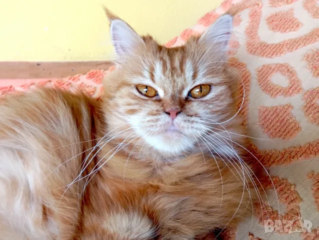 ТЪРСИ СЕ Риж дългокосмест котарак 🐾 