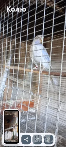 Папагали РОЗЕЛИ рубино чифт и пенантова сива, снимка 6 - Папагали - 34851868