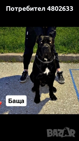 Продавам Кане Корсо кученца, снимка 10 - Кане корсо - 54253951