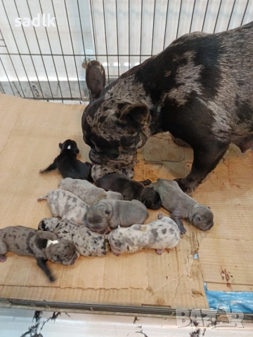 френски булдог , снимка 5 - Френски булдог - 54004406