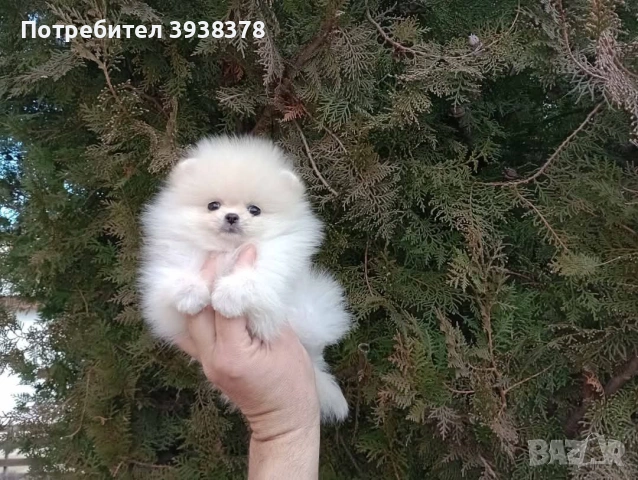 Мини померан, снимка 2 - Померан - 54980450