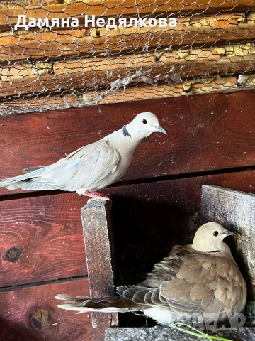 Смеещи се гугутки , снимка 2 - Гълъби - 54320249
