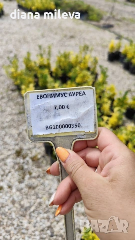Евонимус Ауреа, Euonymus Japonica Aurea, снимка 11 - Градински цветя и растения - 54458056
