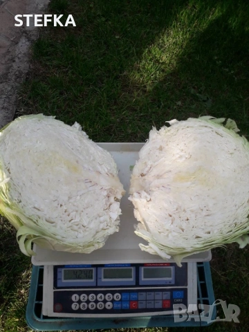 Зеле семена , снимка 4 - Сортови семена и луковици - 53976408