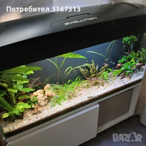 Аквариум оборудван , снимка 4 - Аквариуми - 55179804