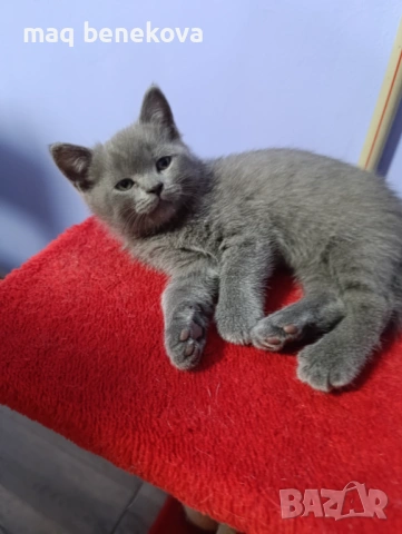 Продавам прекрасно правоухо шотландско момиченце!, снимка 9 - Британска късокосместа - 54075466