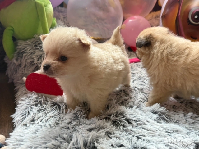 Померан , снимка 8 - Померан - 54074185