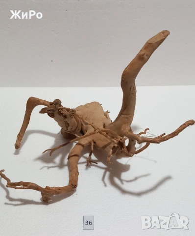 Корен от Азалия /декорация/ 36