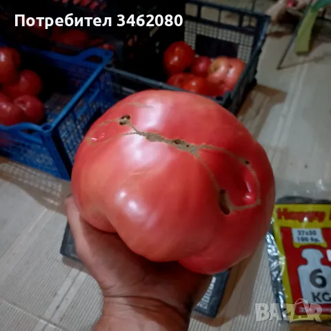 Продавам Розов домат, снимка 6 - Разсади - 55340415