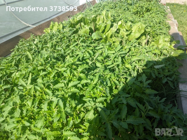 Разсад за домати и цвекло, снимка 3 - Разсади - 54500580