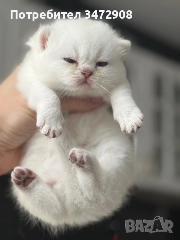 Британски коларпоинт котета, снимка 3 - Британска късокосместа - 54242100