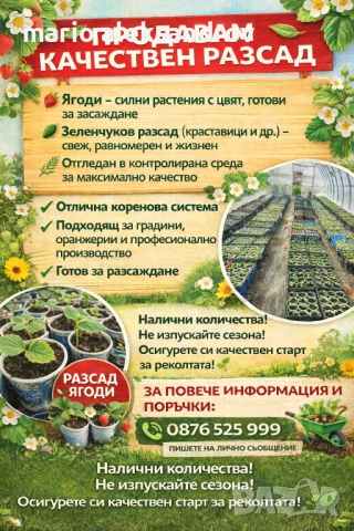 Разсад, снимка 6 - Разсади - 54216181