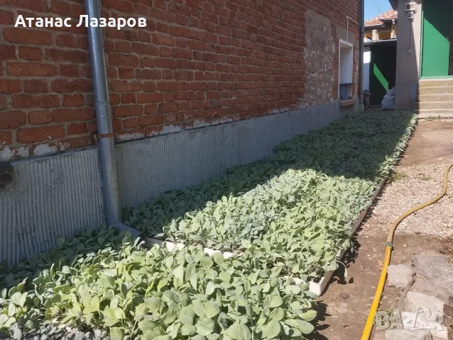 Продавам разсад Зеле Марлу ф1, снимка 4 - Разсади - 55393758