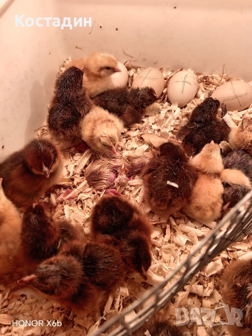 катунски пилета и гъсета