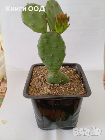 Кактус Opuntia engelmannii - 8 см саксия