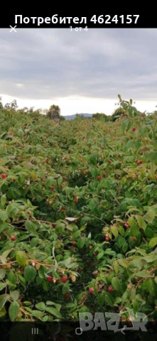 Продавам разсад ягоди, снимка 7 - Сортови семена и луковици - 54183179