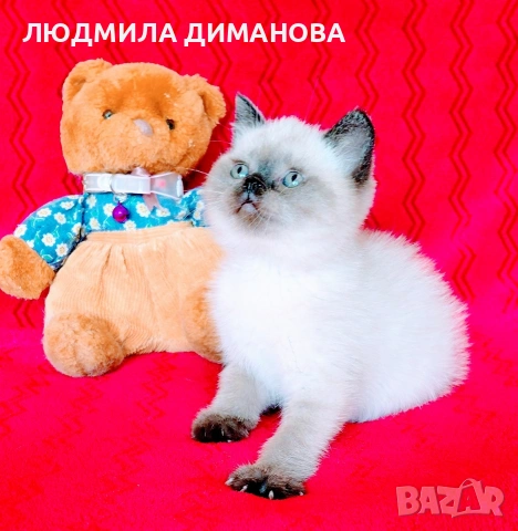 Шотландско мъжко Скоттиш Страйт. , снимка 4 - Британска късокосместа - 54487980