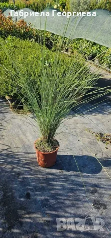 Мюленбергия/Muhlenbergia capillaris, снимка 3 - Градински цветя и растения - 47479923