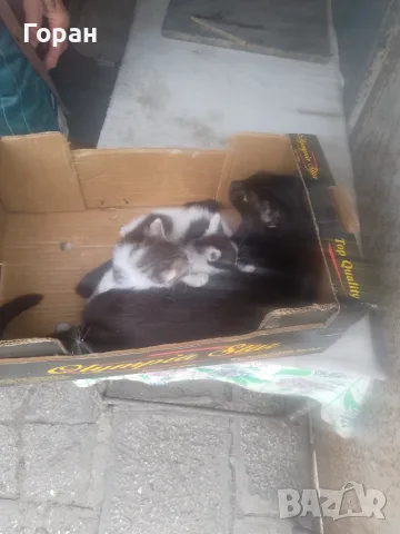 Подарявам котета , снимка 6 - Други - 50831081