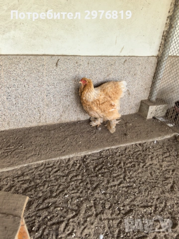 Кокошки брама, снимка 3 - Кокошки и пуйки - 54090458