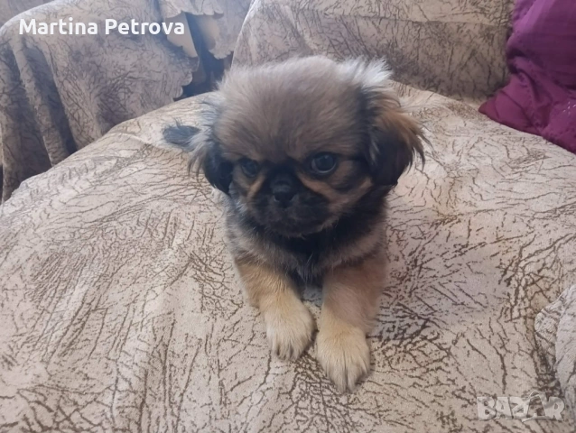 Продавам чистокръвен пекинез , снимка 2 - Пекинез - 54955097