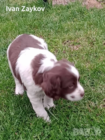 Продавам епаньол-бретон, снимка 4 - Други - 53950070