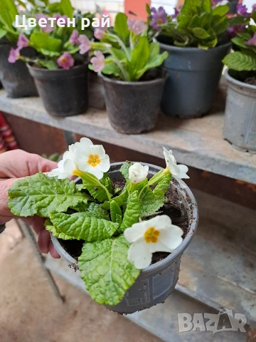 Домашна иглика в саксия , снимка 12 - Градински цветя и растения - 54010243