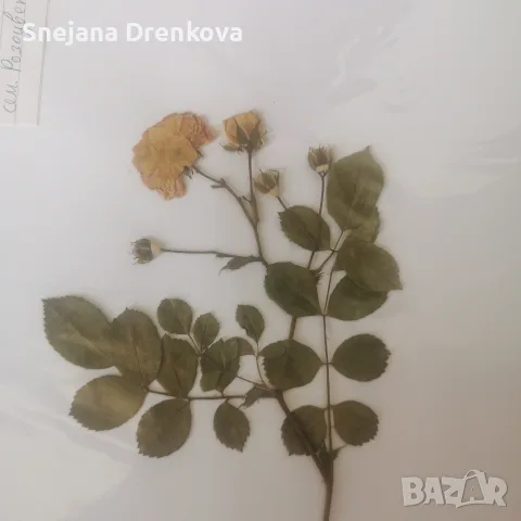Систематичен хербарий, снимка 11 - Ученически пособия, канцеларски материали - 55350745