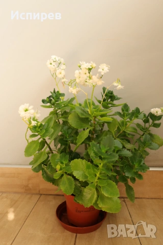 Каланхое, Kalanchoe sp., форма с бели цветове, снимка 2 - Стайни растения - 54918783