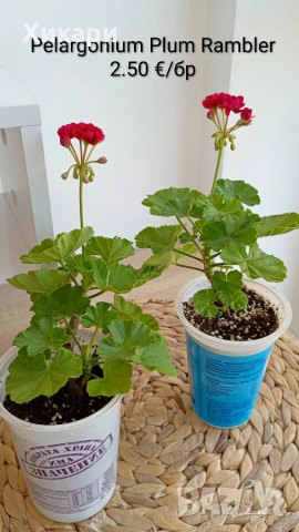 Сортово мушкато Pelargonium Plum Rambler , снимка 5 - Стайни растения - 55133213