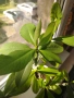 Каучуково растение (Syngonium grantii) , снимка 3