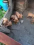 Жълтоалесто гонче , снимка 2