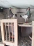 датцки летачи, снимка 9