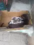 Подарявам котета , снимка 5