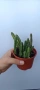 Stapelia hirsuta, снимка 2
