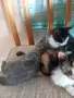 Подарявам малки котенца на 2 месеца , снимка 2