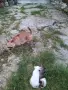 Чихуахуа, две мъжкарчета. , снимка 3