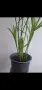 Водна палма, циперус, cyperus alternifolius Big form, снимка 2
