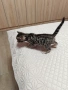 Бенгалски котета, снимка 2