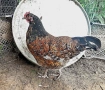 оплодени яйца от шведска цветна кокошка за люпене swedish flower hen, снимка 6