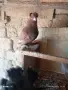 Продавам гълъби демкежи, снимка 6
