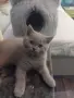 Шотландски клепоухи и британски късокосмести бебета котенца , снимка 6